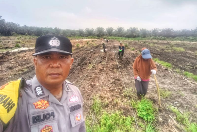 Dukung Ketahanan Pangan, Polsek Kandis dan Kelompok Tani Ayu Makmur Tanam Jagung di Lahan 15 Hektare