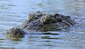IRT di Siak Tewas Diserang Buaya Saat Mencuci di Tepi Sungai