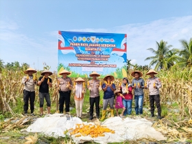 Dukung Program Ketahanan Pangan, Polsek Merbau Bersama Poktan Bagan Melibur Panen 0,6 Ton Jagung Pipil